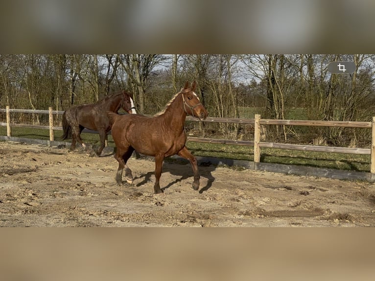 Frederiksborger Giumenta 2 Anni 160 cm Sauro in Tønder