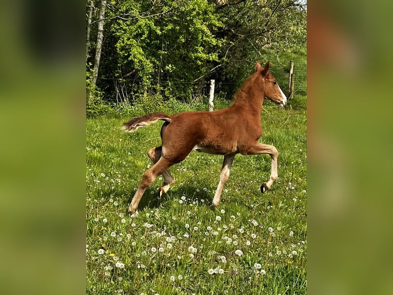 Frederiksborger Giumenta Puledri
 (01/2024) 165 cm in Horslunde