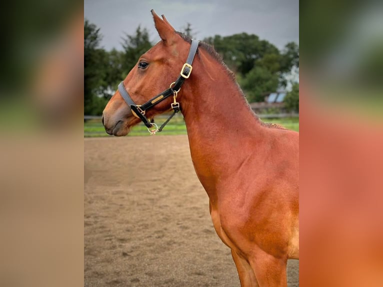 Frederiksborger Hengst 1 Jaar 165 cm Bruin in årre