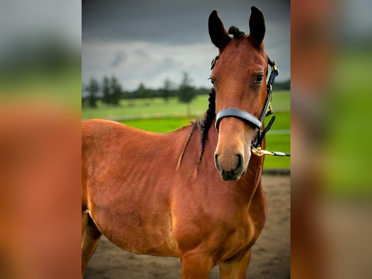 Frederiksborger Hengst 1 Jaar 165 cm Bruin in årre