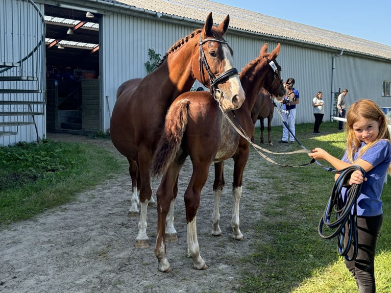 Frederiksborger Hengst 1 Jaar 165 cm Donkere-vos in Tønder