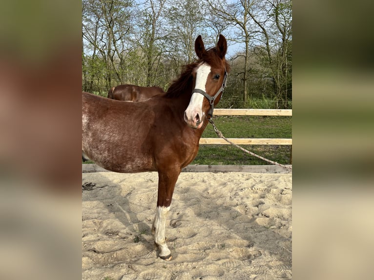 Frederiksborger Hengst 1 Jaar 165 cm Donkere-vos in Tønder