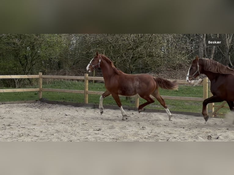 Frederiksborger Hengst 1 Jaar 165 cm Donkere-vos in Tønder