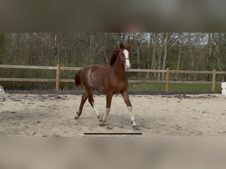 Frederiksborger Hengst 1 Jaar 165 cm Donkere-vos in Tønder