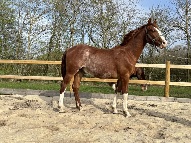 Frederiksborger Hengst 1 Jaar 165 cm Donkere-vos in Tønder