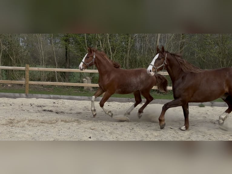 Frederiksborger Hengst 1 Jaar 165 cm Donkere-vos in Tønder