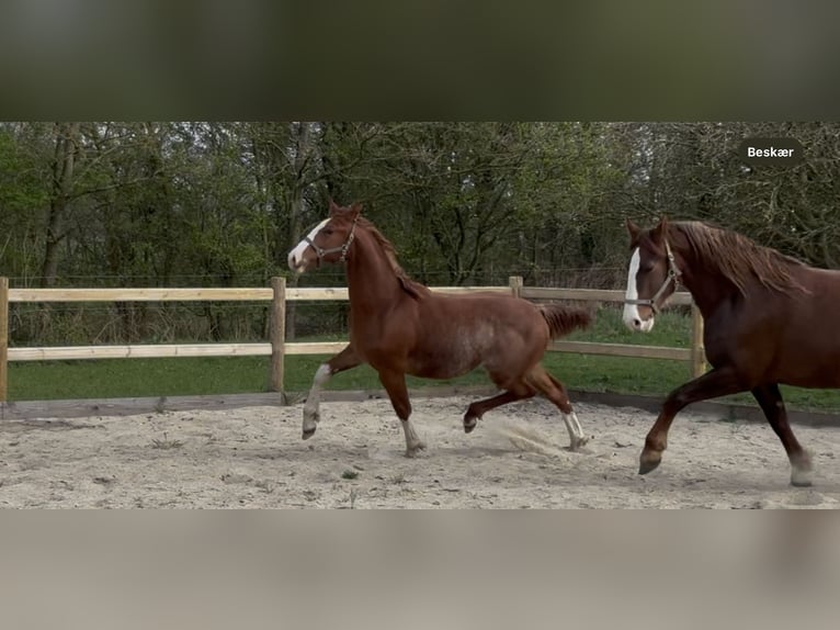 Frederiksborger Hengst 1 Jaar 165 cm Donkere-vos in Tønder
