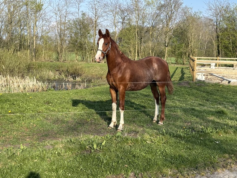 Frederiksborger Hengst 1 Jaar 165 cm Donkere-vos in Tønder