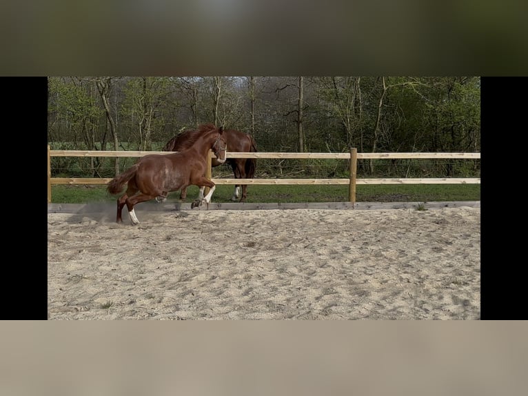 Frederiksborger Hengst 1 Jaar 165 cm Donkere-vos in Tønder