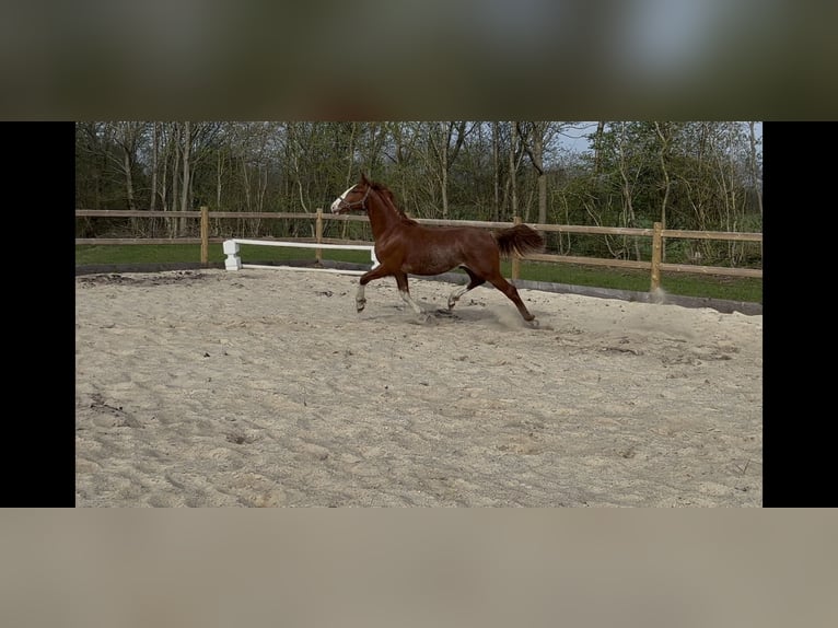 Frederiksborger Hengst 1 Jaar 165 cm Donkere-vos in Tønder