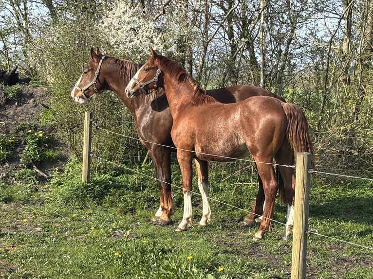 Frederiksborger Hengst 1 Jaar 165 cm Donkere-vos in Tønder