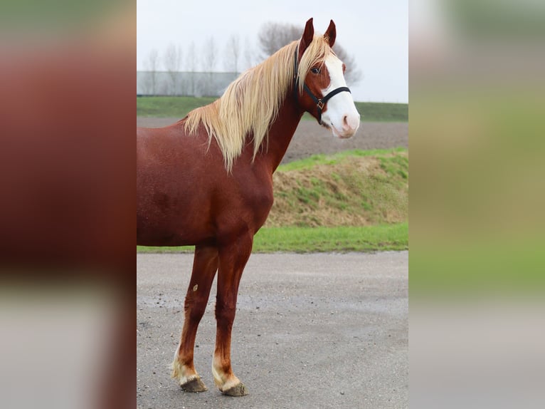 Frederiksborger Hengst 3 Jaar 158 cm Donkere-vos in Goes