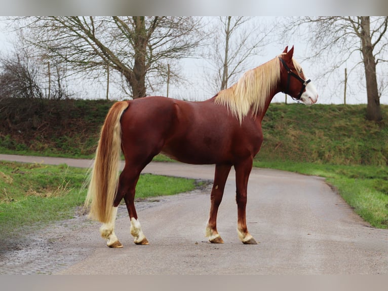 Frederiksborger Hengst 3 Jaar 158 cm Donkere-vos in Goes