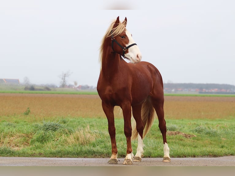 Frederiksborger Hengst 3 Jaar 158 cm Donkere-vos in Goes