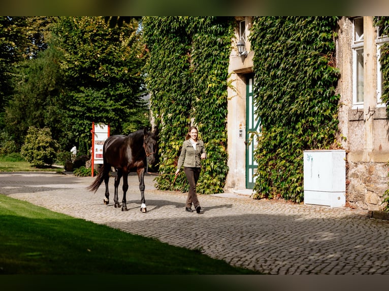 Frederiksborger Hengst 7 Jahre Rappe in Bückeburg Evesen