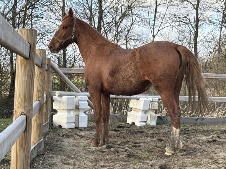Frederiksborger Merrie 2 Jaar 160 cm Vos in Tønder