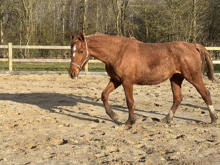 Frederiksborger Merrie 2 Jaar 160 cm Vos in Tønder