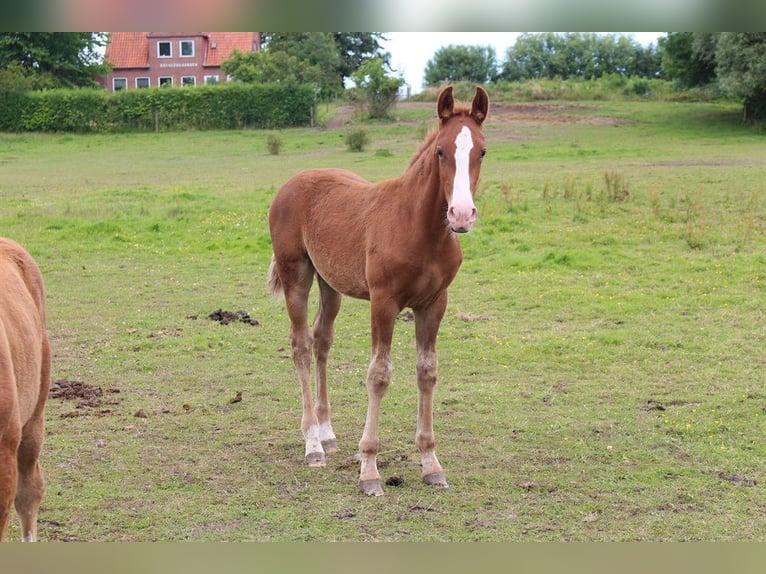 Frederiksborger Merrie veulen (01/2024) 165 cm in Horslunde