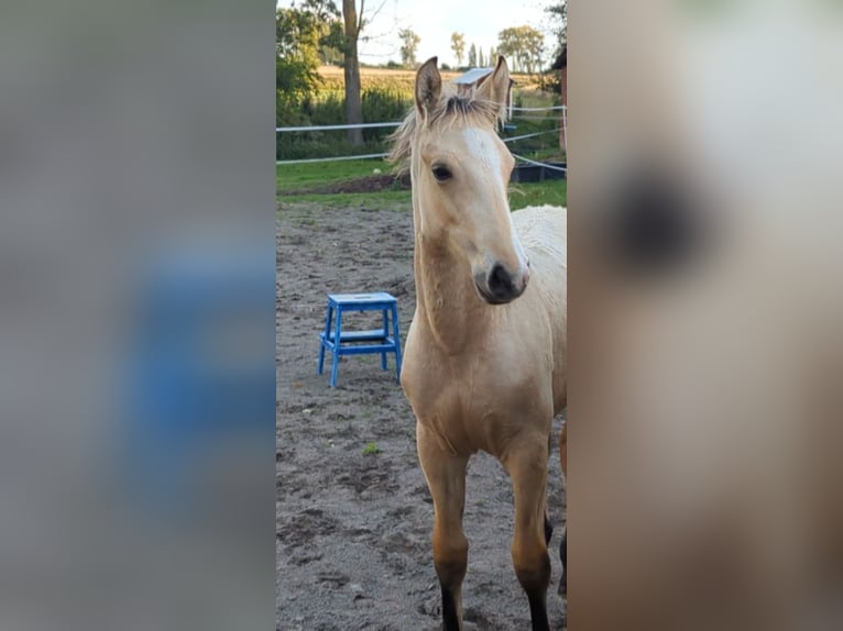 Frederiksborger Stute 1 Jahr Buckskin in Asmundtorp