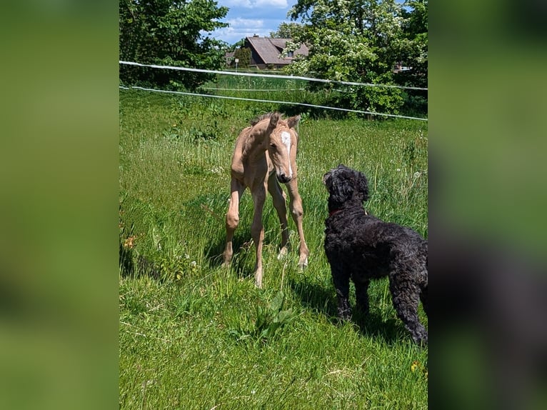 Frederiksborger Stute 1 Jahr Buckskin in Asmundtorp