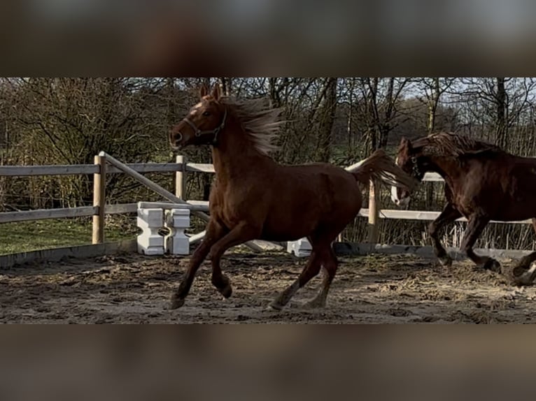 Frederiksborger Stute 2 Jahre 160 cm Fuchs in Tønder