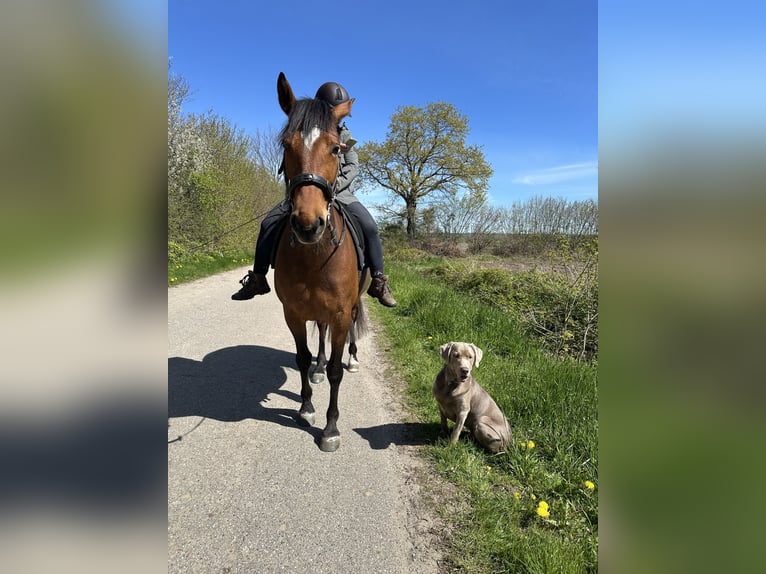 Frederiksborger Mix Stute 5 Jahre 158 cm Brauner in Bergenhusen