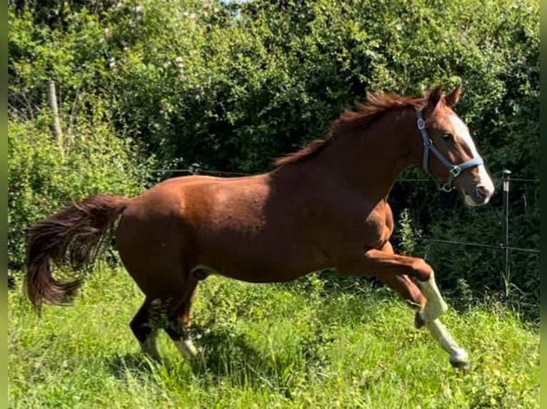 Frederiksborger Wallach 2 Jahre 160 cm Fuchs in Marienhof