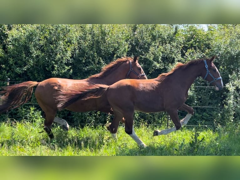 Frederiksborger Wallach 2 Jahre 160 cm Fuchs in Marienhof