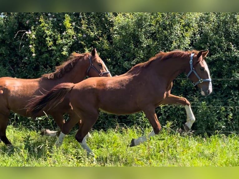 Frederiksborger Wallach 2 Jahre 160 cm Fuchs in Marienhof