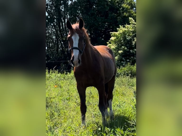Frederiksborger Wallach 6 Jahre 160 cm Fuchs in Marienhof