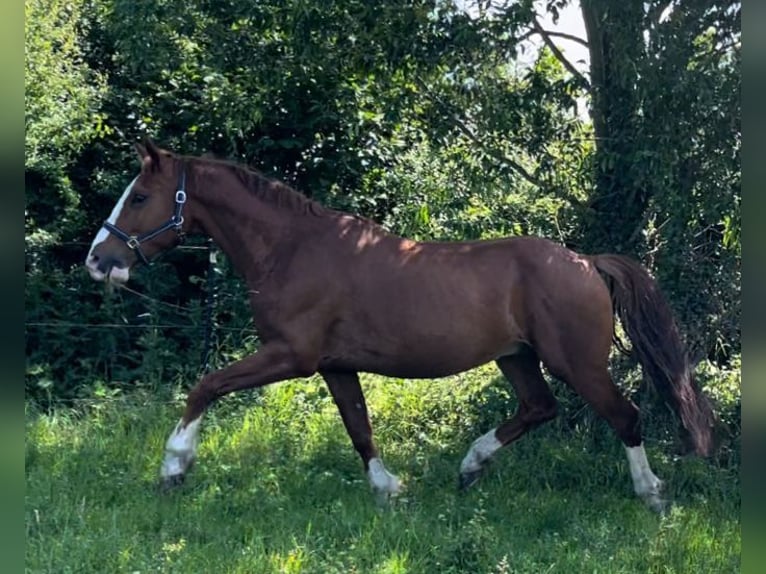 Frederiksborger Wallach 6 Jahre 160 cm Fuchs in Marienhof
