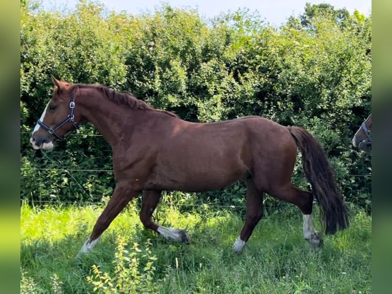 Frederiksborger Wallach 6 Jahre 160 cm Fuchs in Marienhof
