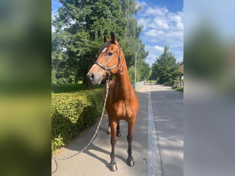 Freiberg / Franches Montagnes Castrone 10 Anni 157 cm Baio in Dietikon