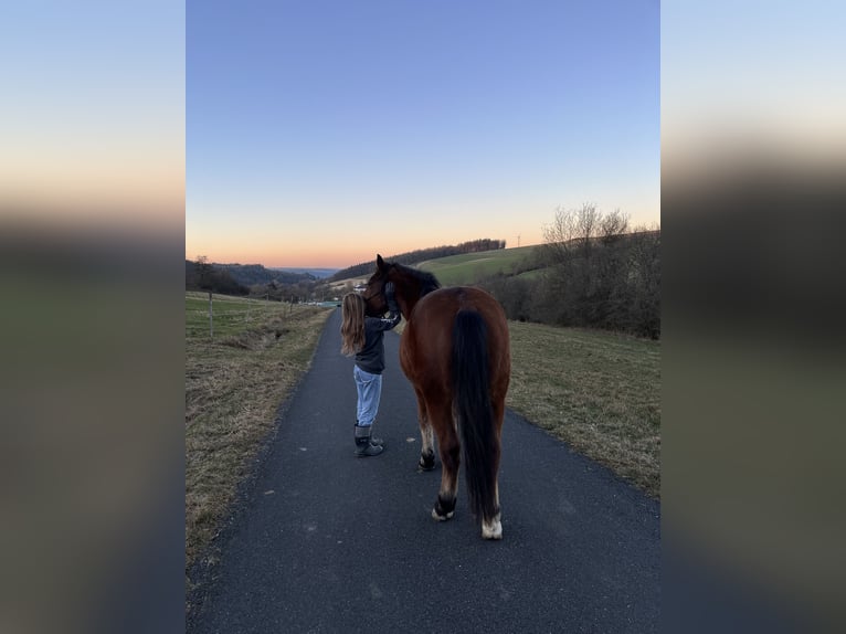 Freiberg / Franches Montagnes Mix Castrone 10 Anni 158 cm Baio in Bad Mergentheim