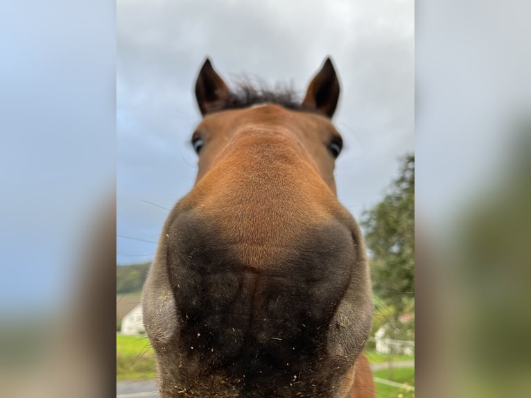 Freiberg / Franches Montagnes Mix Castrone 10 Anni 158 cm Baio in Bad Mergentheim