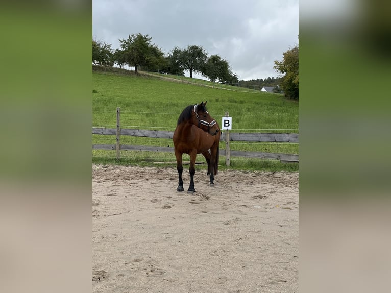 Freiberg / Franches Montagnes Mix Castrone 10 Anni 158 cm Baio in Bad Mergentheim