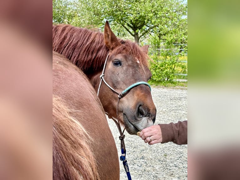 Freiberg / Franches Montagnes Castrone 10 Anni 159 cm Sauro scuro in Märwil