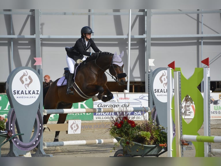 Freiberg / Franches Montagnes Castrone 10 Anni 160 cm Baio in Biezwil