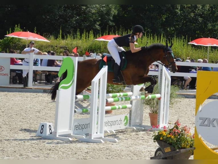 Freiberg / Franches Montagnes Castrone 10 Anni 160 cm Baio in Biezwil