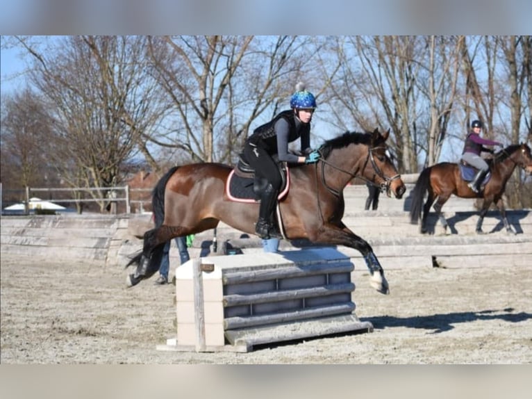 Freiberg / Franches Montagnes Castrone 10 Anni 160 cm Baio in Biezwil