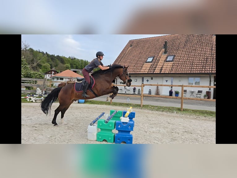 Freiberg / Franches Montagnes Castrone 10 Anni 160 cm Baio in Biezwil