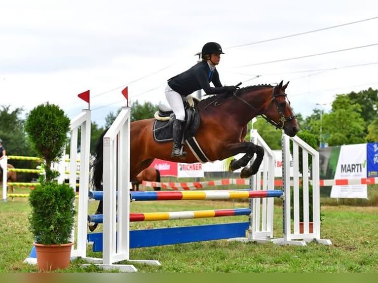 Freiberg / Franches Montagnes Castrone 10 Anni 160 cm Baio in Biezwil