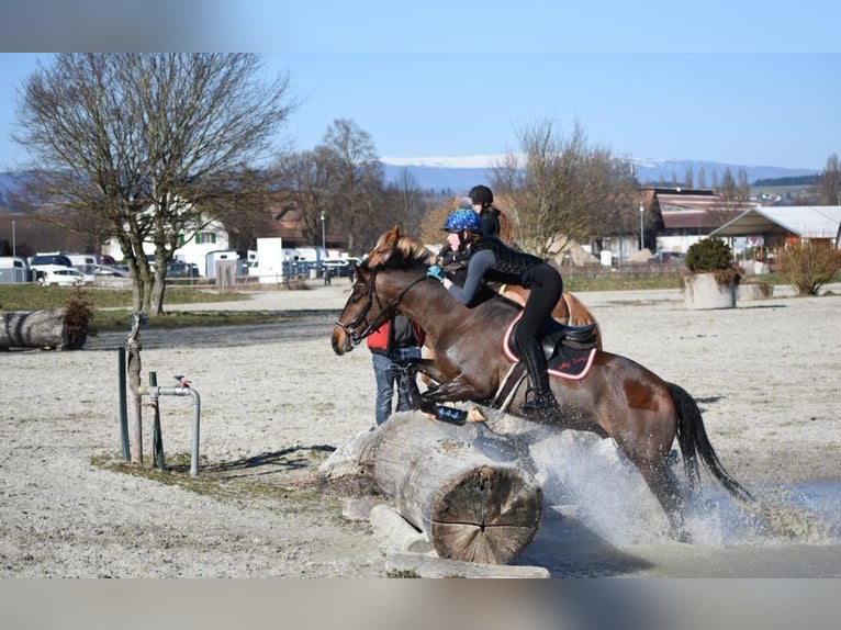 Freiberg / Franches Montagnes Castrone 10 Anni 160 cm Baio in Biezwil