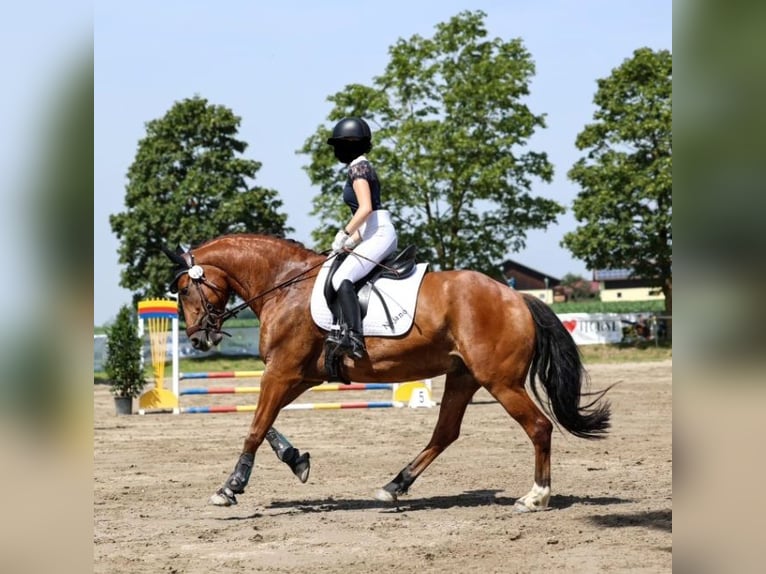 Freiberg / Franches Montagnes Castrone 10 Anni 162 cm Baio in Altötting