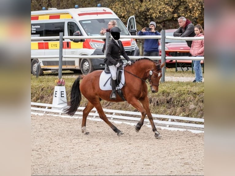 Freiberg / Franches Montagnes Castrone 10 Anni 162 cm Baio in Altötting