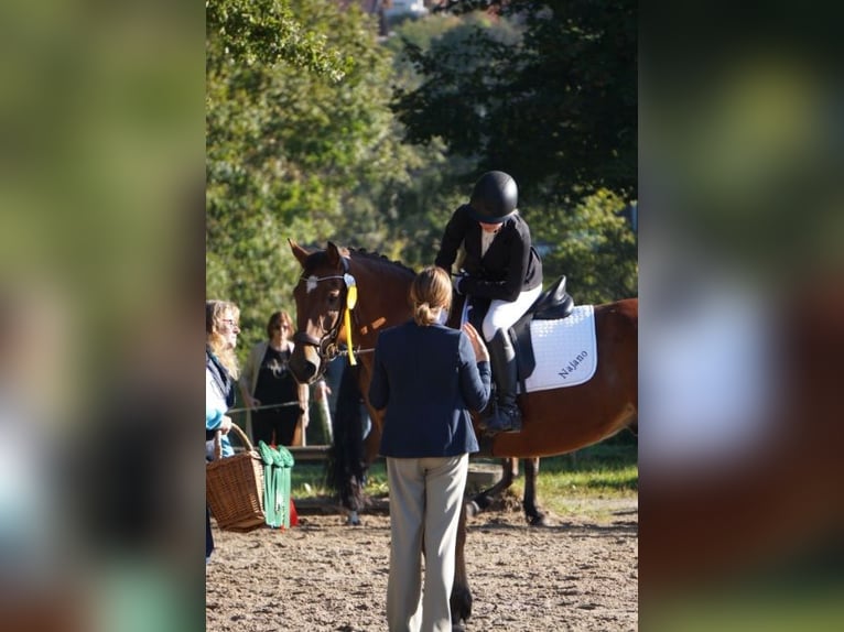 Freiberg / Franches Montagnes Castrone 10 Anni 162 cm Baio in Altötting