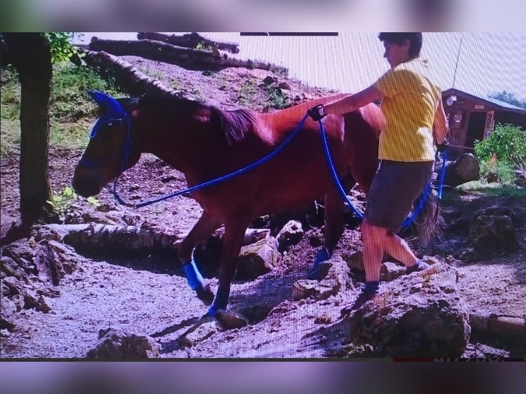 Freiberg / Franches Montagnes Castrone 10 Anni 164 cm Baio in Altötting