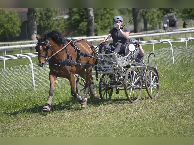 Freiberg / Franches Montagnes Castrone 10 Anni in Lobsigen