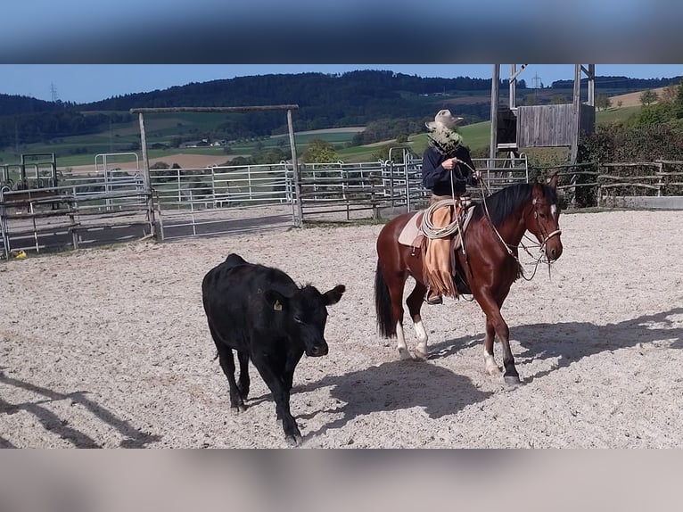 Freiberg / Franches Montagnes Castrone 12 Anni 160 cm Baio in Oftringen 1