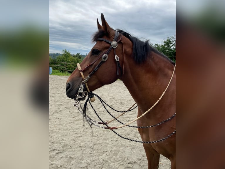 Freiberg / Franches Montagnes Castrone 12 Anni 160 cm Baio in Oftringen 1